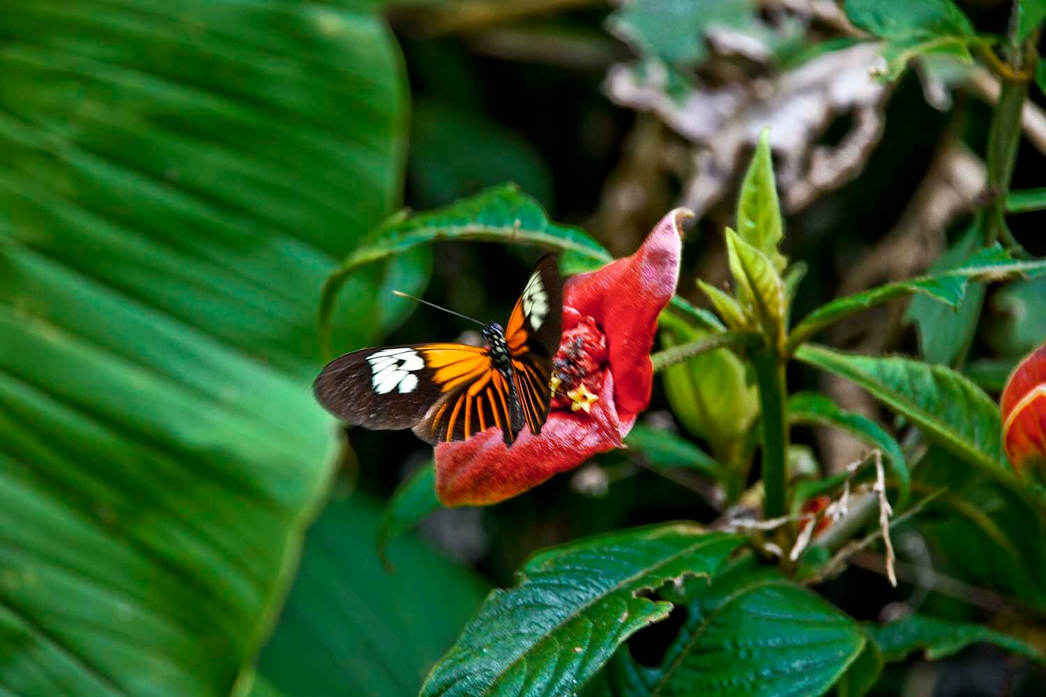 AMAZONAS 13_selva galeria_DSC_0590.jpg